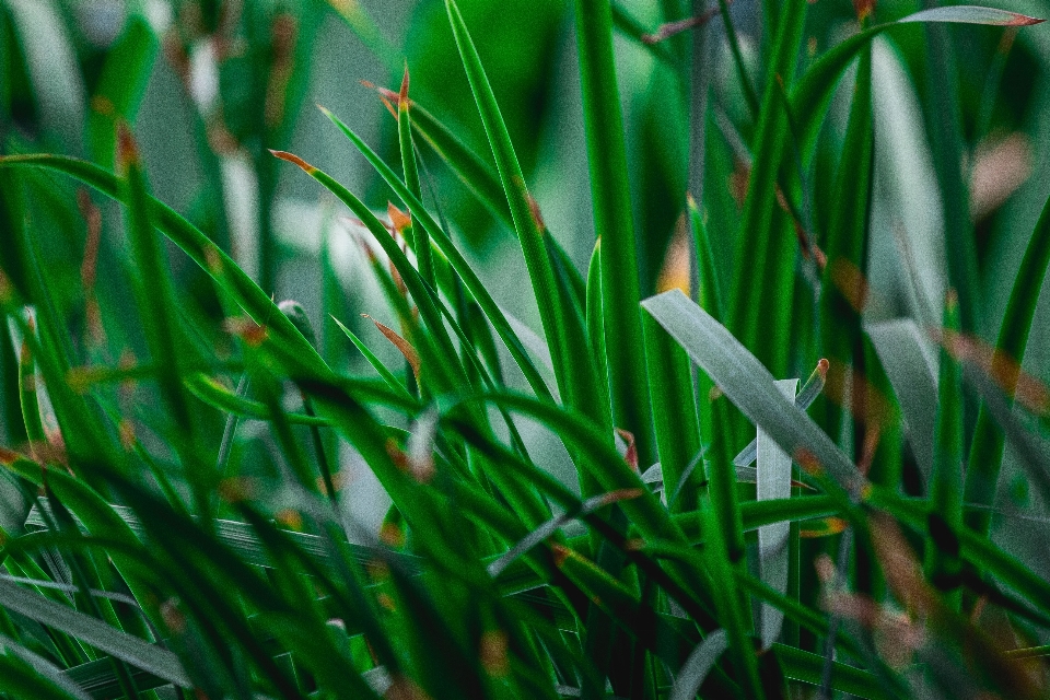 Verde césped planta agua