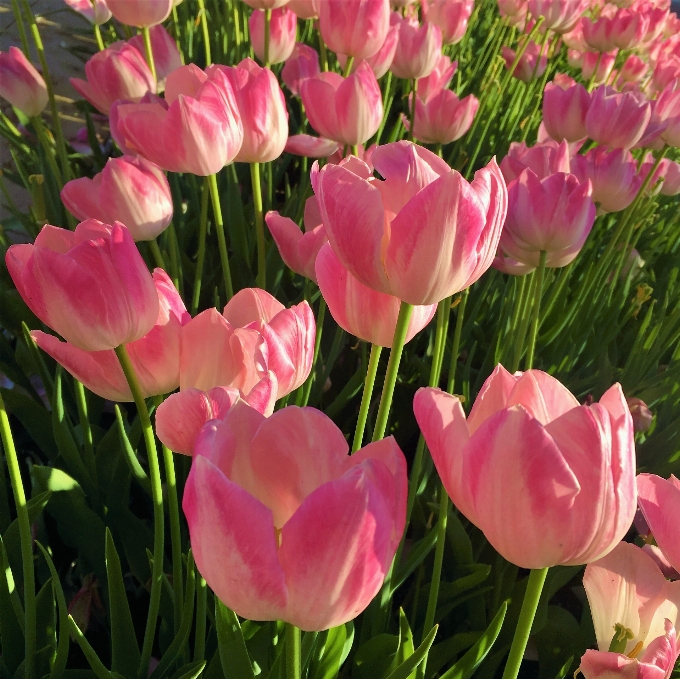 Tulips flowers nature spring