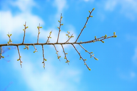 Flowers nature spring plant Photo