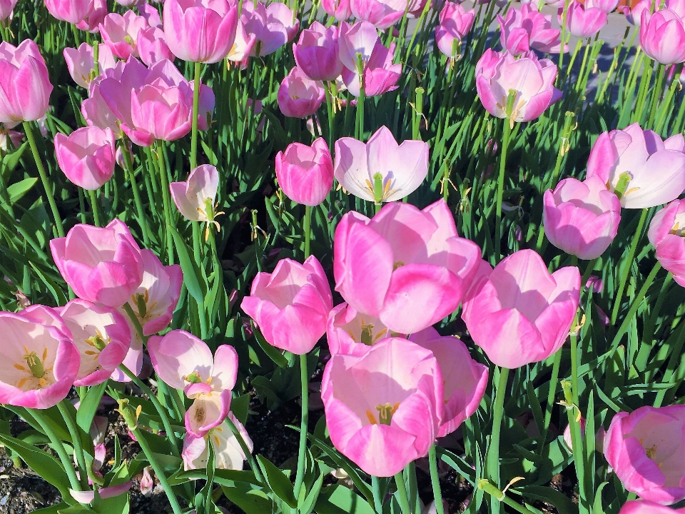 Tulips flowers nature spring