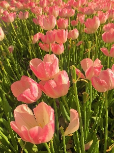 Tulips flowers nature spring Photo