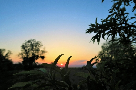 日没 地平線 太陽 夜明け 写真