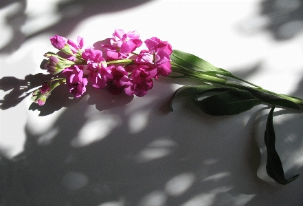 Stock flower matthiola incana Photo