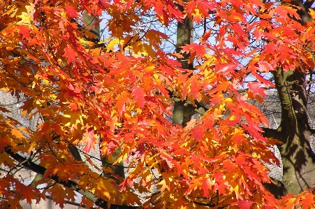 Photo Automne arbre feuille érable noir
