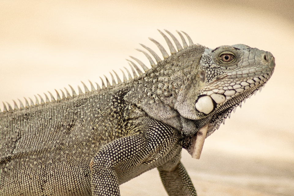 Animali iguana vertebrato
 iguania
