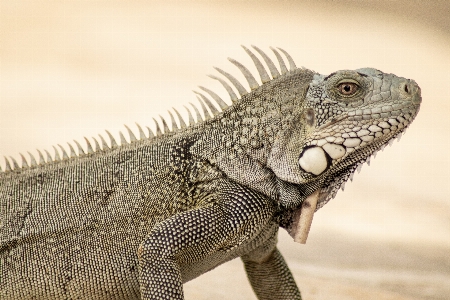 Foto Hewan iguana bertulang belakang
 iguania
