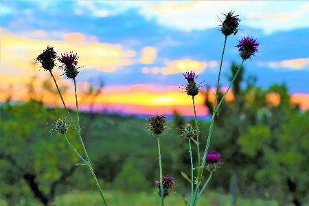 Landscape greenery nature mountains Photo