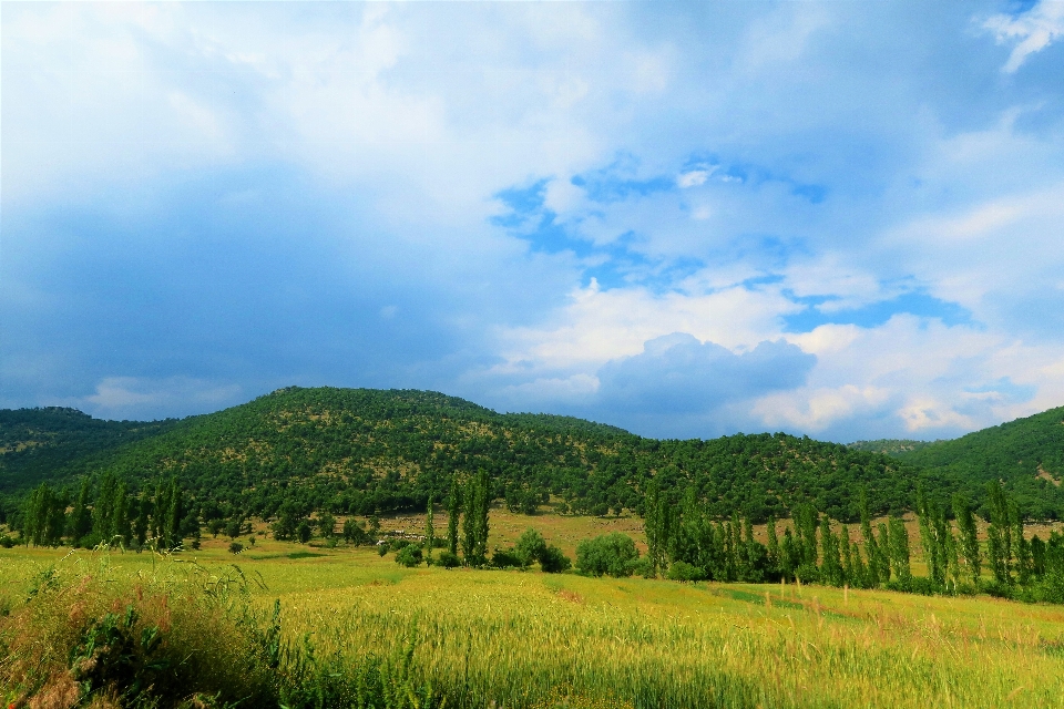 Landscape greenery nature village