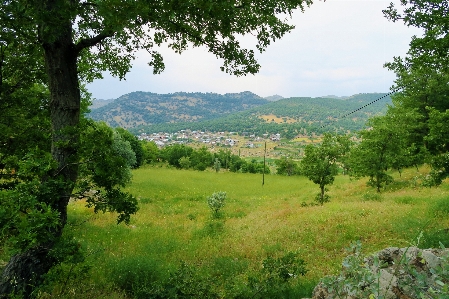 Landscape greenery nature village Photo