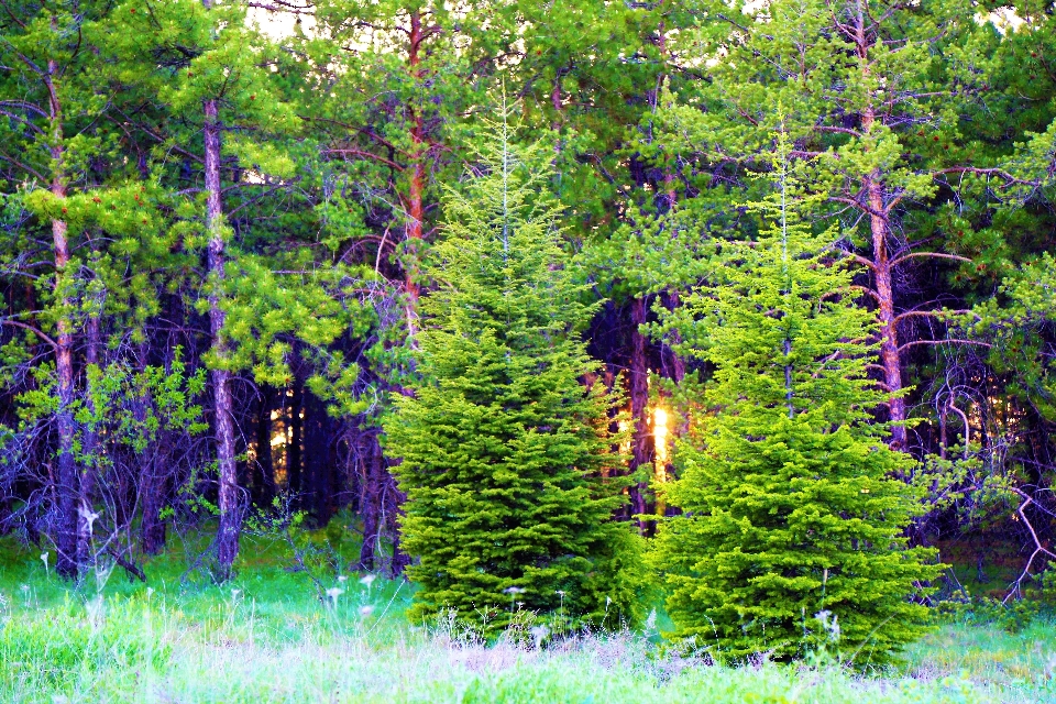 Landscape greenery nature mountains