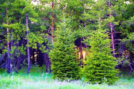 Landscape greenery nature mountains Photo