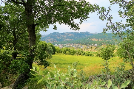 Landscape greenery nature village Photo