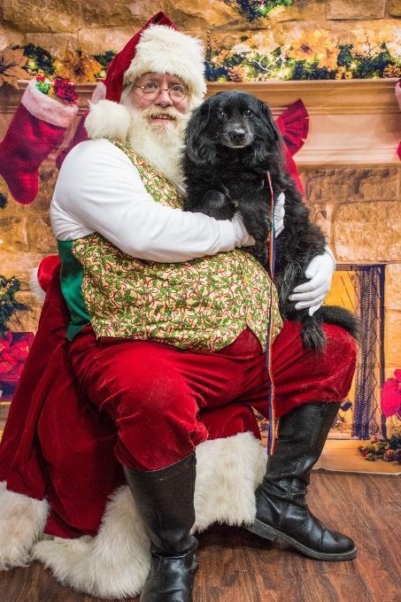 Perros papa noel navidad santa claus