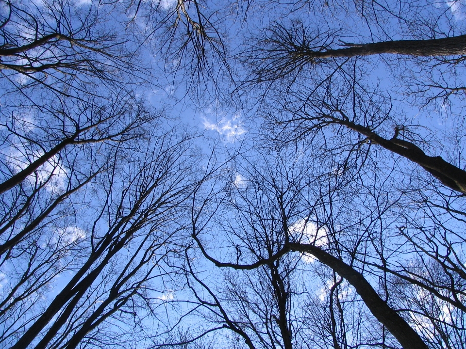 Albero ramo cielo natura