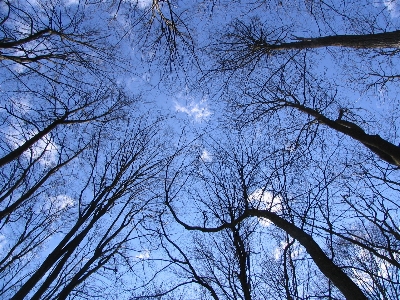 Tree branch sky nature Photo