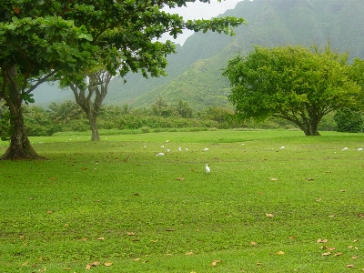 Foto Natureza verde pastagem
 paisagem natural
