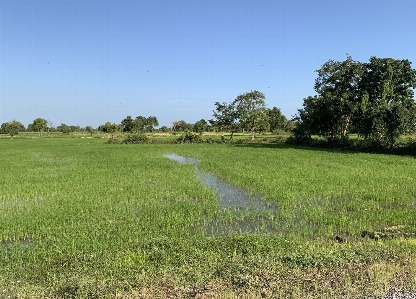 Cambodia rice field grassland Photo