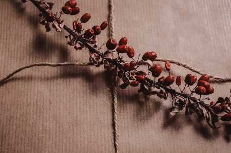 Flower branch red twig Photo