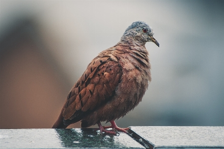 Photo Oiseau vertébré
 le bec pigeons et colombes
