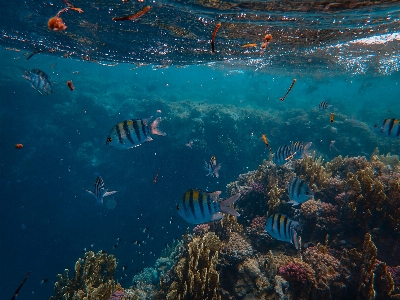 Deniz su altı mercan resifi
 biyolojisi
 Fotoğraf