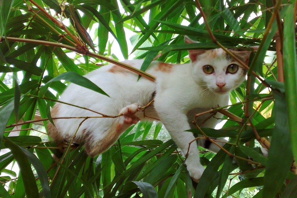 Kucing felidae
 berukuran kecil hingga sedang
 cambang
