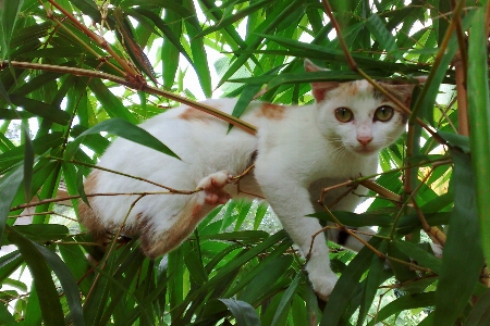 Foto Kucing felidae
 berukuran kecil hingga sedang
 cambang
