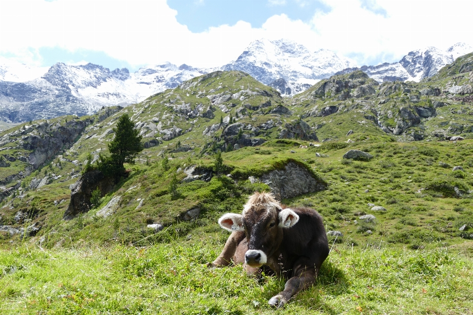 動物 山岳地形
 ハイランド 山