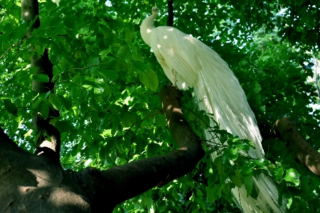 Bird leaf green tree Photo