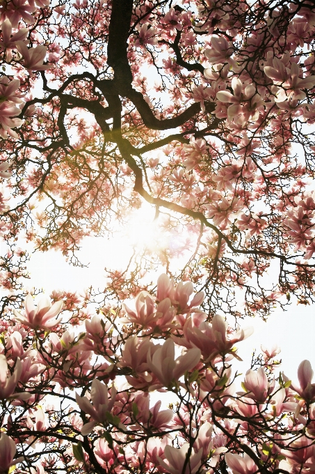 Frühling baum blühen sonnenlicht