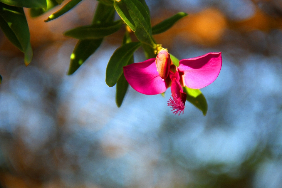 Flor natureza fundo terreno
