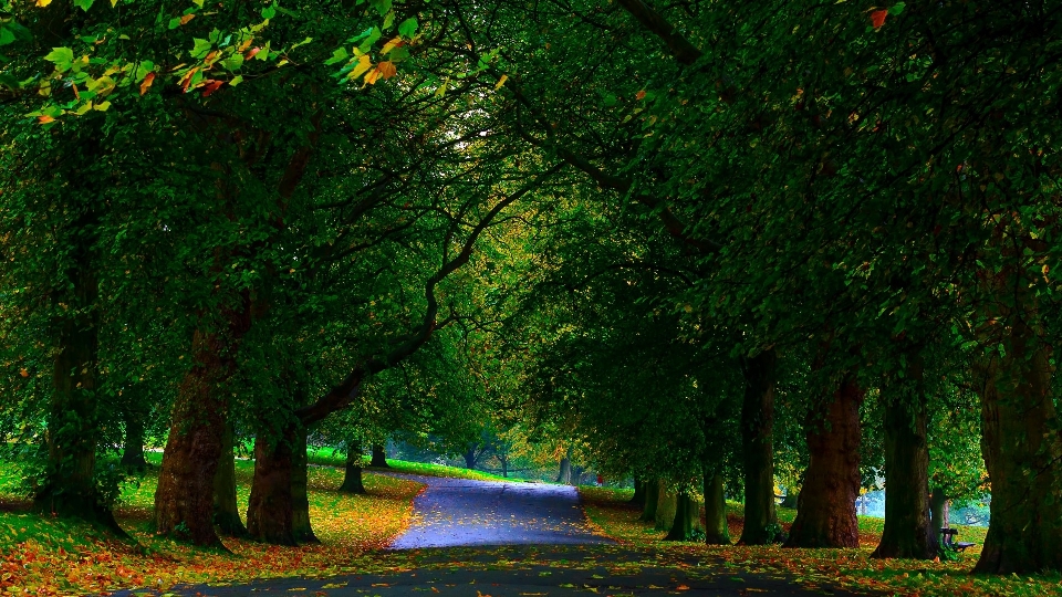 Wald grün natürliche landschaft
 natur