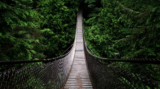 Bridge canopy walkway green suspension Photo