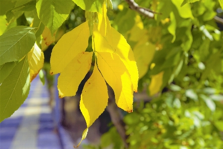 Blatt baum natur wald Foto