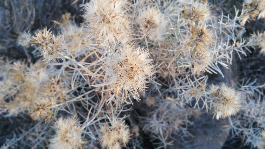 Kamloops
 anlage springender cholla
 kaktus
 Foto