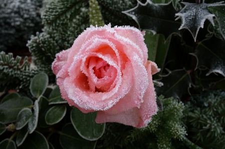 Rose frost winter frosty Photo