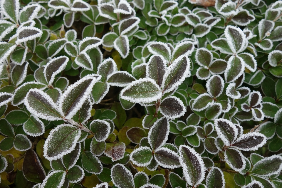 Daun-daun daun beku
 embun beku sangat dingin