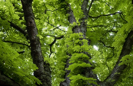 Foto Albero natura castagna foresta