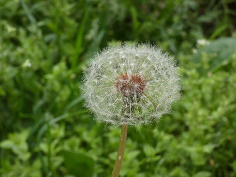 タンポポ 花 植物 開花植物
