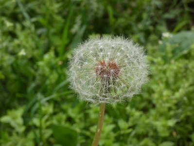 Foto Dente de leão flor plantar planta com flor
