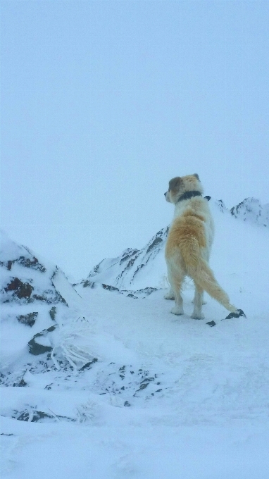 Winter fox mountain iran