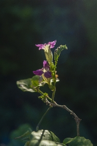 Flowers flower plant flowering Photo