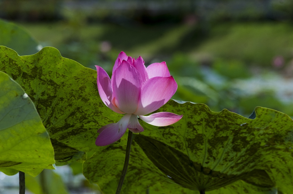 Loto fiore pianta fiorita
 sacro
