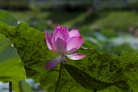 Foto Loto fiore pianta fiorita
 sacro
