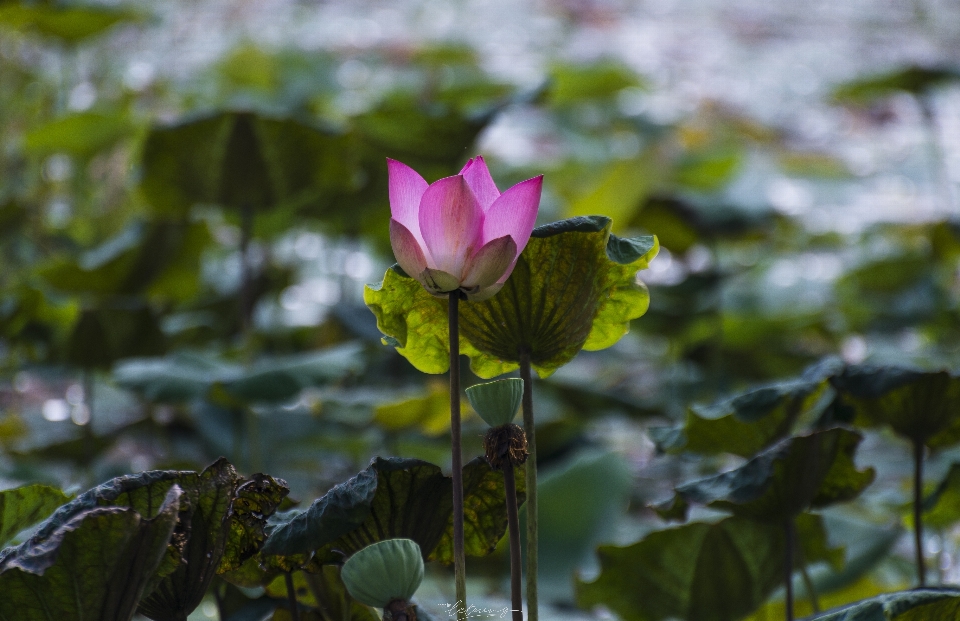 Loto fiore pianta fiorita
 sacro
