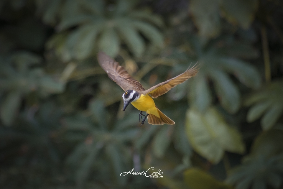 Willkommen
 vogel natur grün