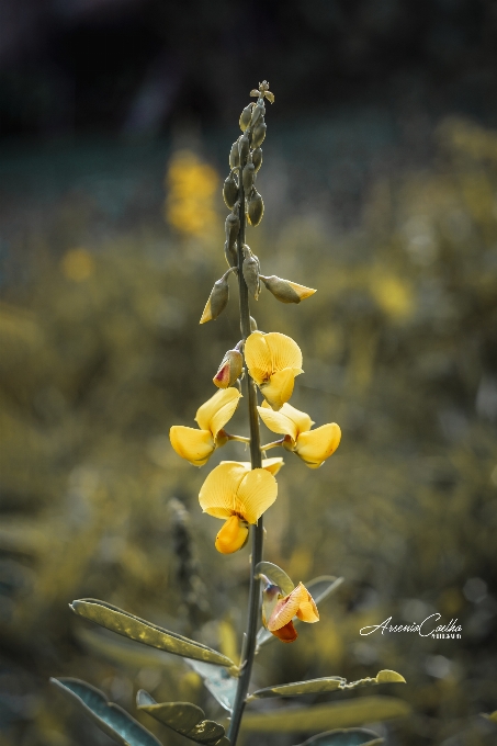 Nature green yellow flower