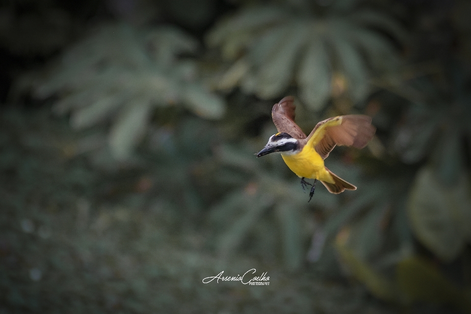 Accueillir
 oiseau nature vert