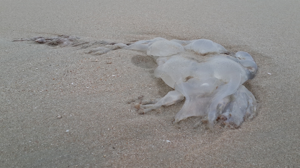 Medusa areia mar praia