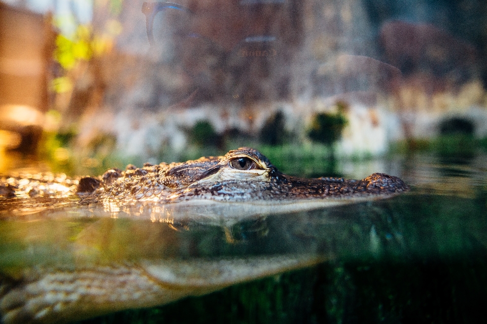 Natürlich krokodile
 alligator krokodil