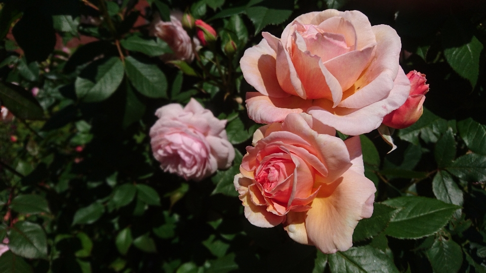 薔薇 ピンクのバラ 夏のバラ
 花